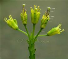  Flowers (Lateral view)
